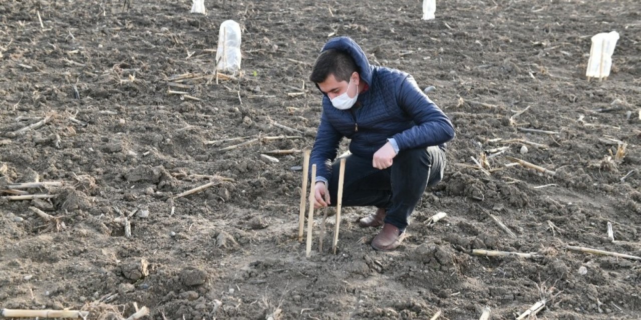 Gıda ve ilaç sanayinin gözde bitkisi Mustafakemalpaşa’da yetiştirilecek