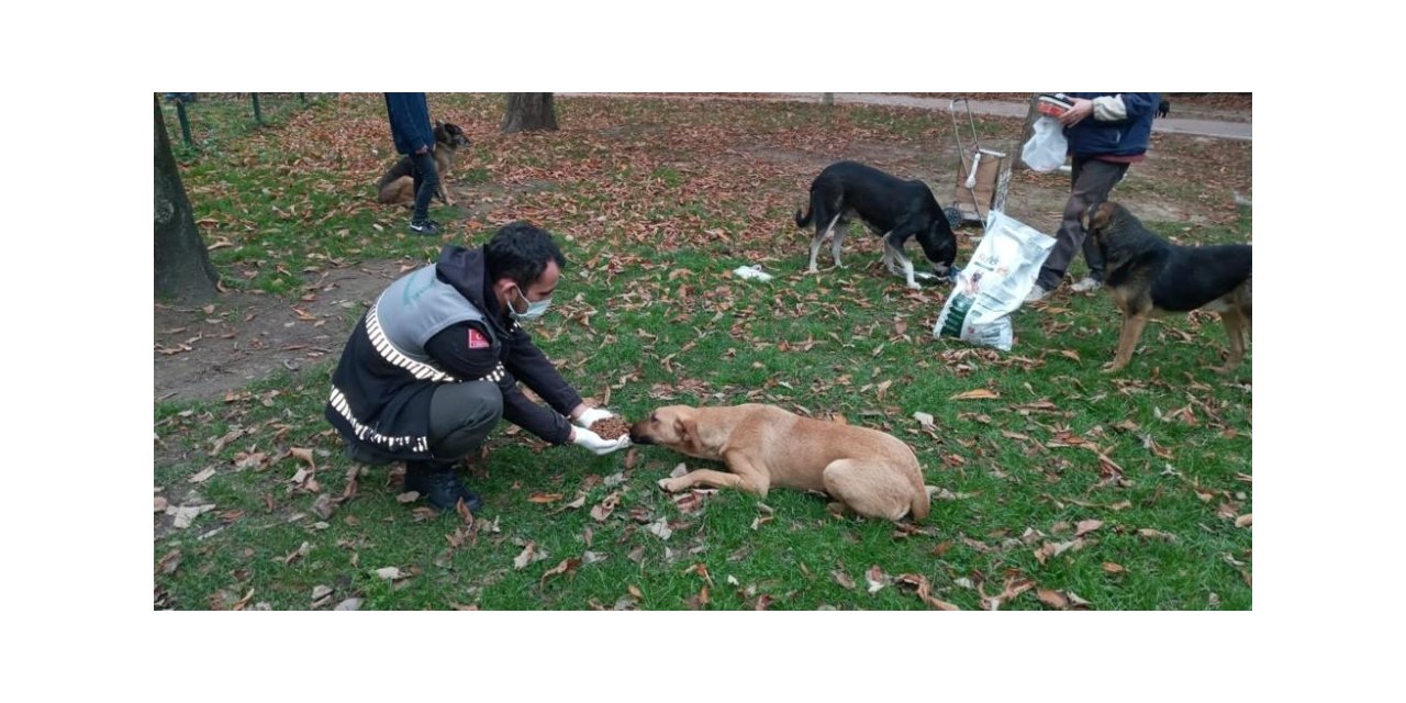 Uludağ yolundaki sokak hayvanlarına Osmangazi şefkati