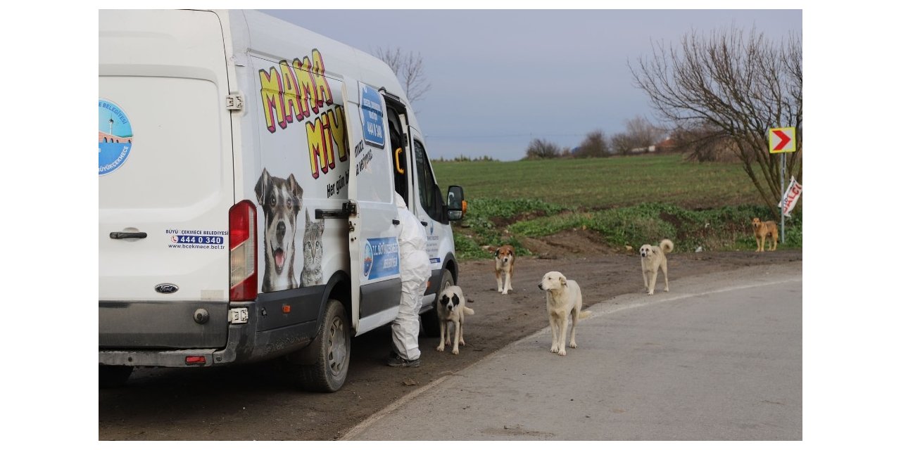 Kısıtlama günlerinde Büyükçekmece’deki sokak hayvanları yalnız bırakılmıyor
