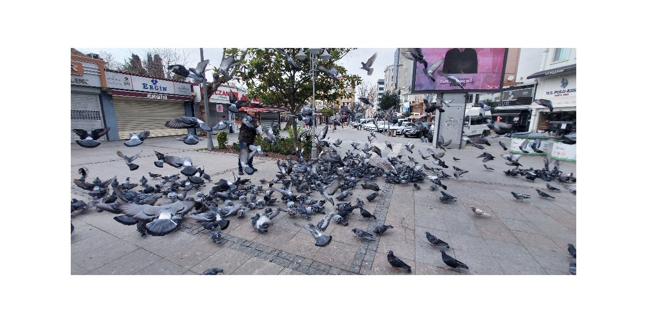 Silivri’de aç kalan güvercinleri polis besledi