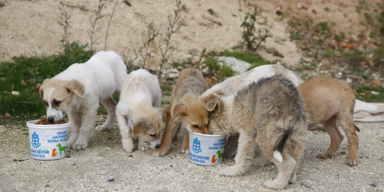 Kısıtlama günlerinde Başakşehir’de sokak hayvanları unutulmuyor