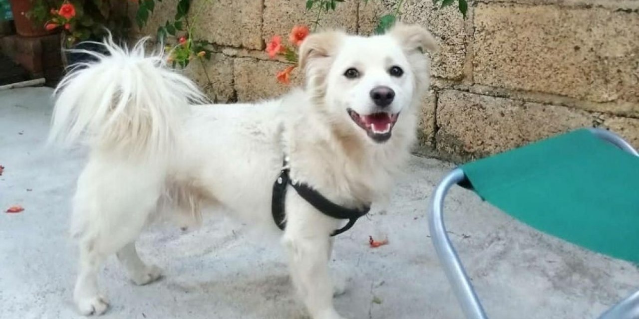 Çalınan köpeklerini arıyorlar