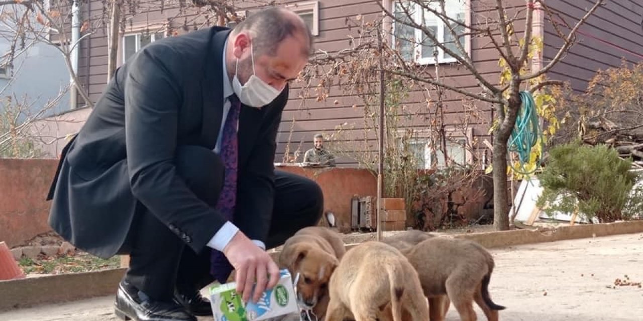 Başkan kısıtlamada sokak köpeklerini sütle besledi