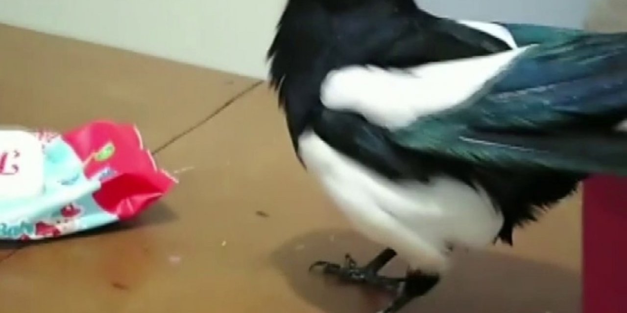 Konuşan karga sosyal medyada fenomen oldu