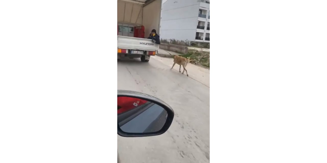 Köpeği kamyonetin arkasında sürükledi
