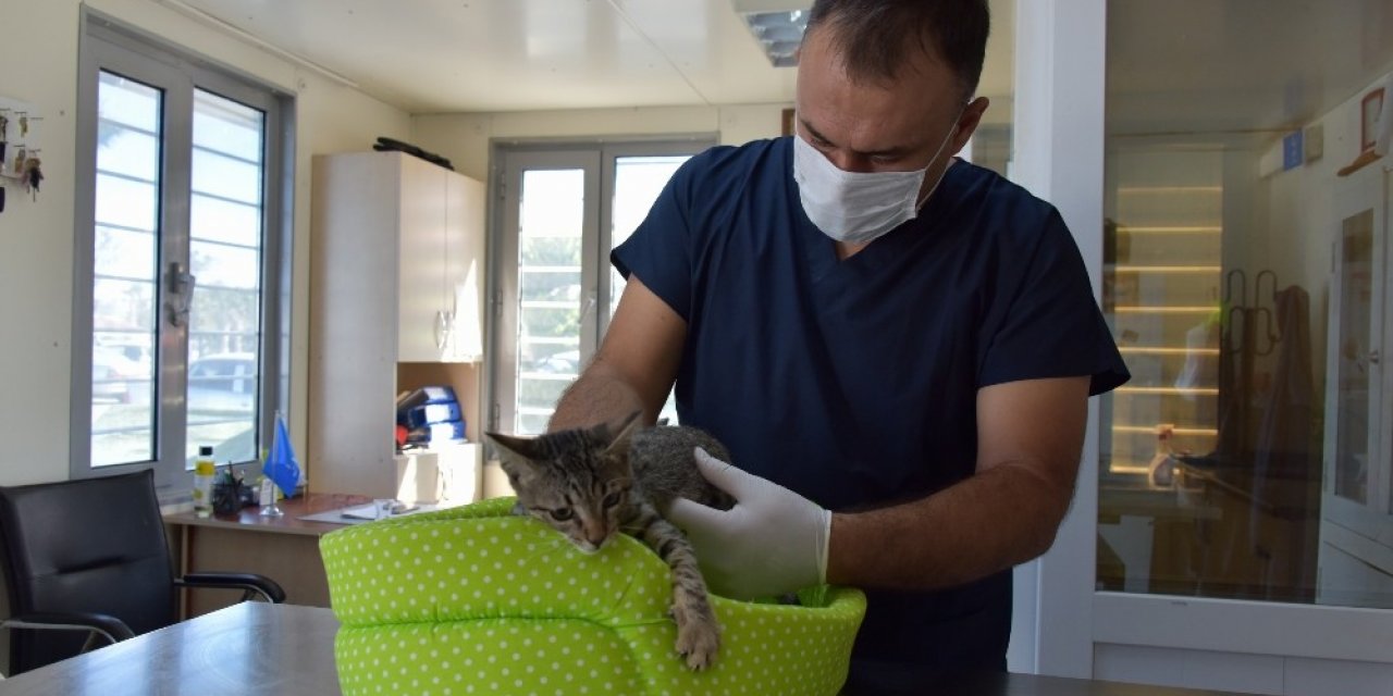 Aliağa’da 2020 yılında 4 bin 72 sokak hayvanının bakım ve tedavisi yapıldı
