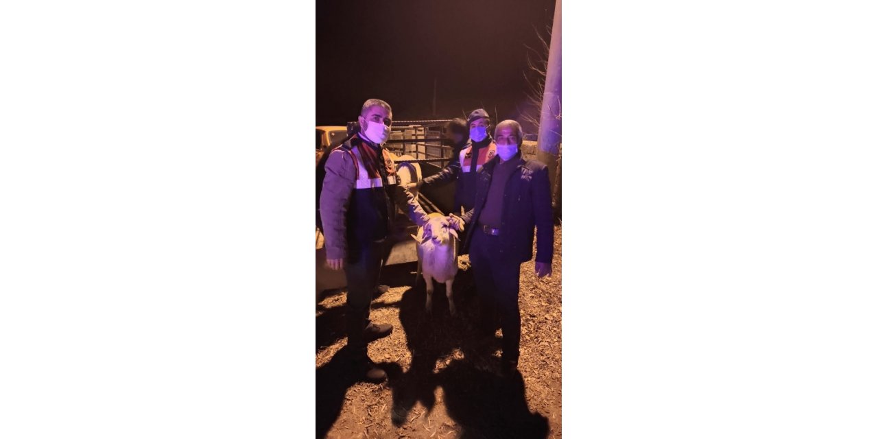 Çalınan koyunları kesilmekten JASAT kurtardı