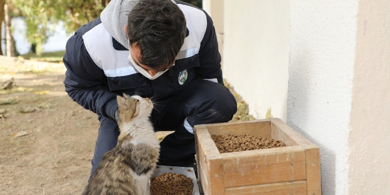 Talas’ta sokak hayvanlarını özel ekip besliyor