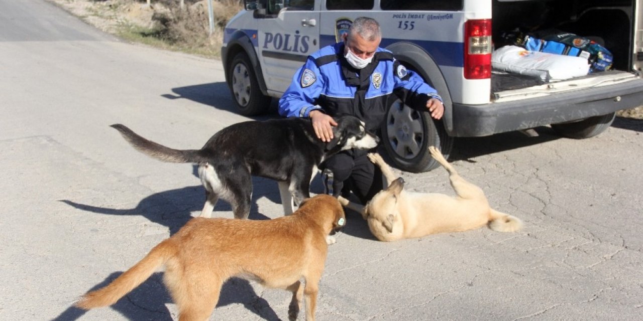 Adana polisi sokak köpeklerini unutmadı
