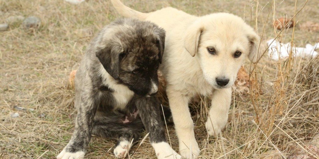Odunpazarı Belediyesi hayvan dostu çalışmalarına devam ediyor