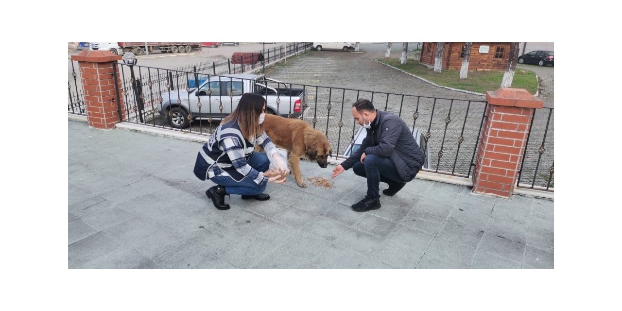 Polisler sokak hayvanlarını besledi