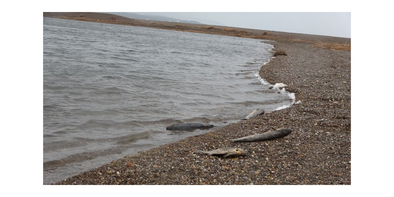 Çanakkale’de korkutan balık ölümleri