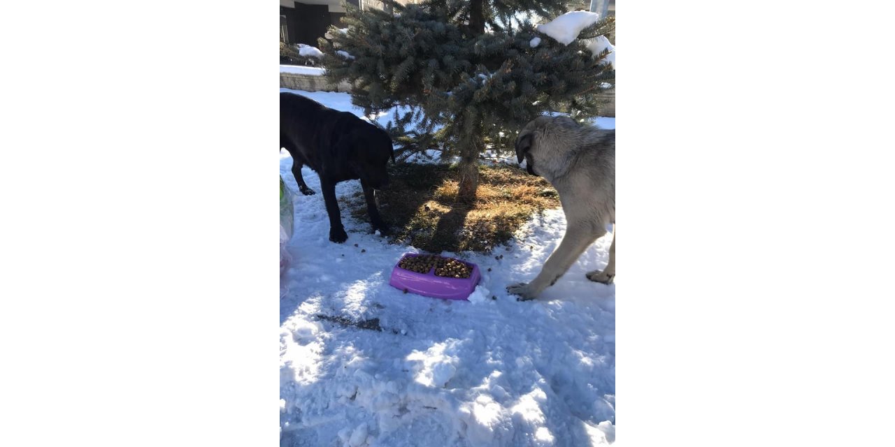 Bayburt’ta sokak hayvanları sokağa çıkma kısıtlamasında unutulmadı