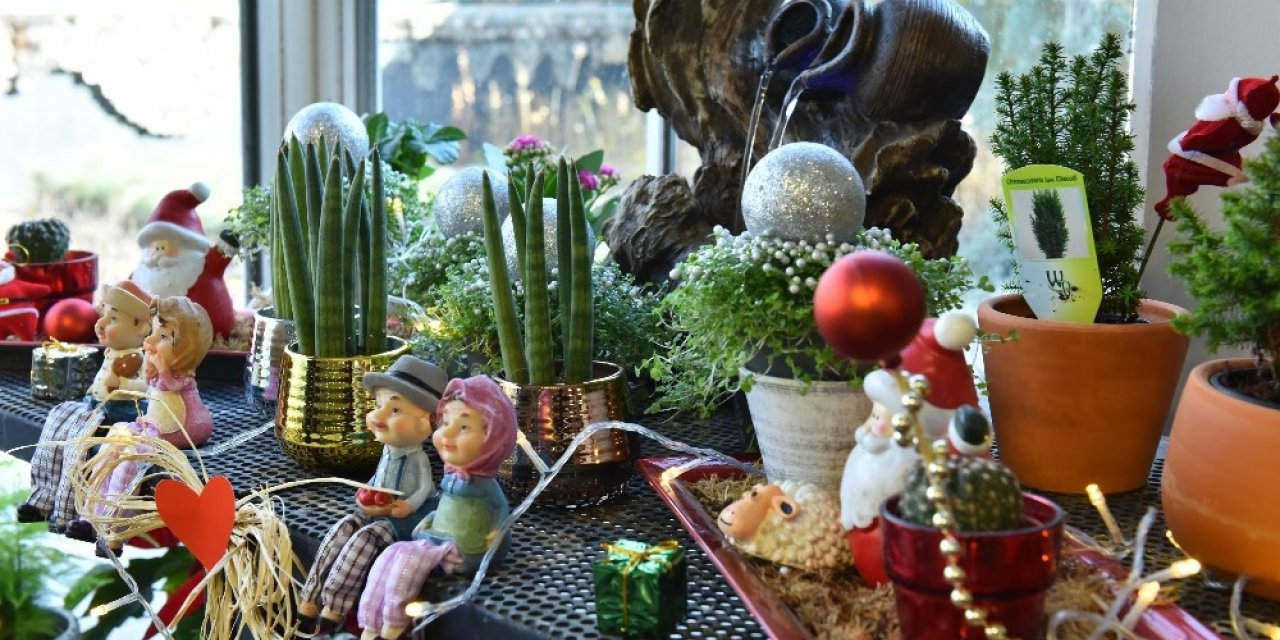 ANFA Bitki Evi’nde yeni yıl çiçekleri Başkentlileri bekliyor