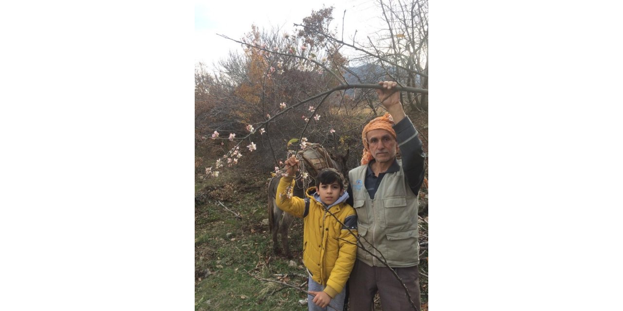 Aralık ayında elma ağaçları çiçek açtı