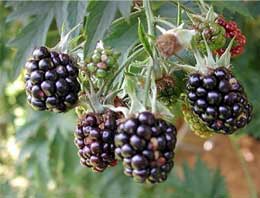 Kansere karşı böğürtlen tüketin