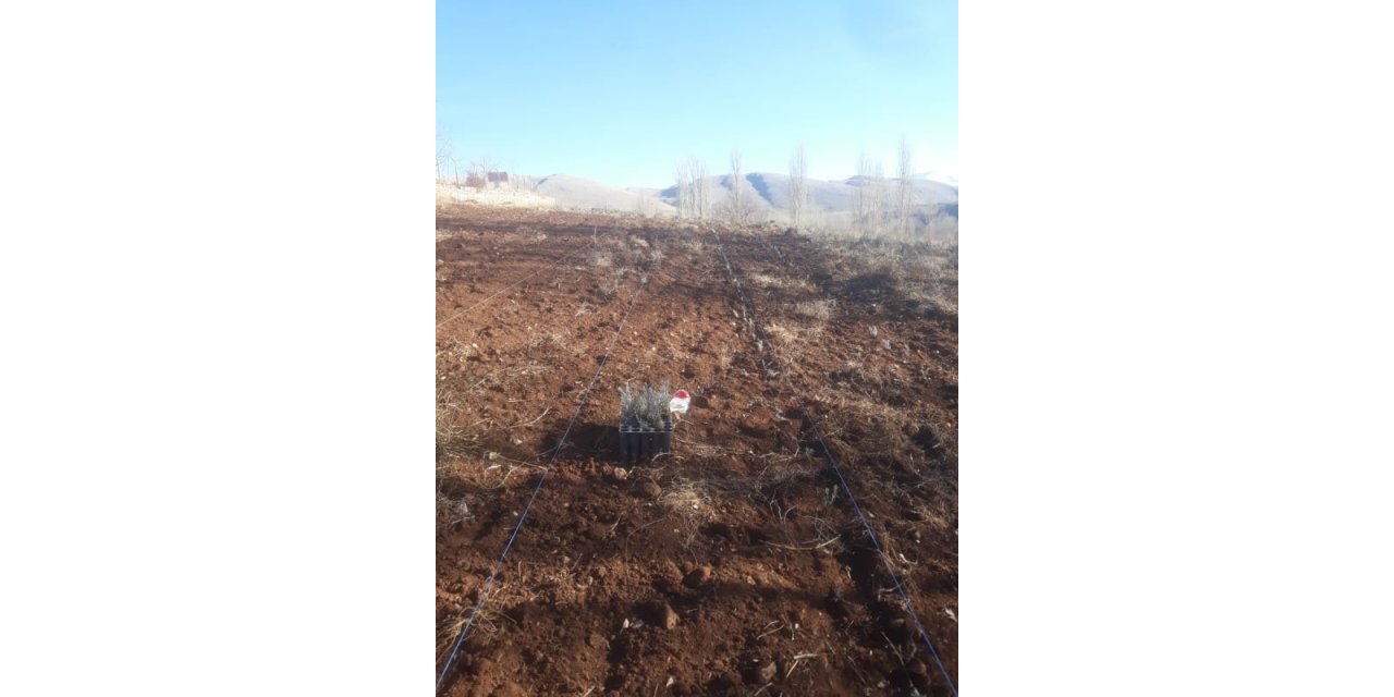 Develi Belediyesinden 5 bin 500 lavanta fidesi ekimi