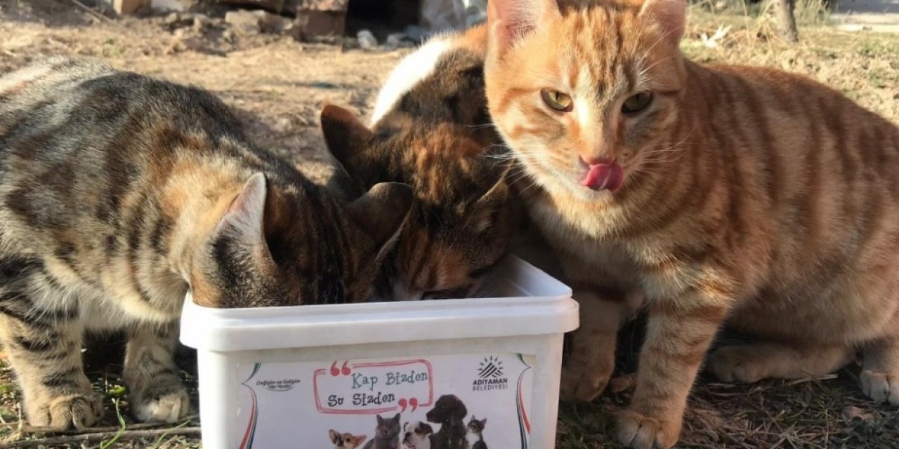 Adıyaman Belediyesi sokak hayvanlarını yine unutmadı