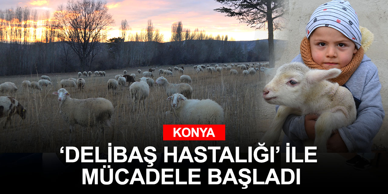 Konya'da beyne yerleşen 'coenurosis' parazitine karşı mücadele başlatıldı