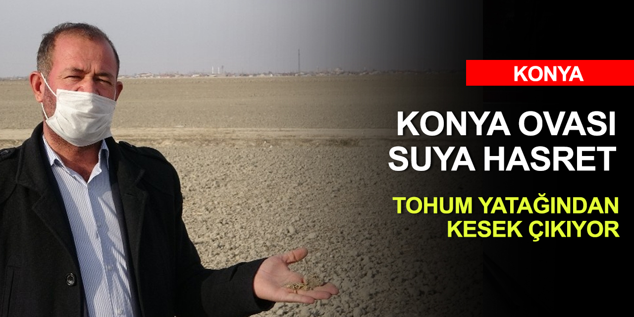 Tahıl ambarı Konya Ovası alarm veriyor! Ekinler baş göstermedi