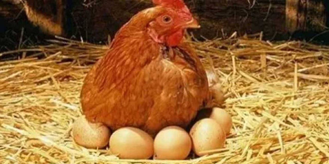 Rekorlar kıran tavuk yumurtasında son rakamlar açıklandı