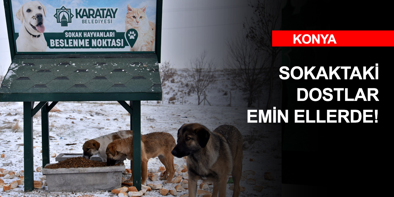 Başkan Kılca'dan sokak hayvanlarına karşı duyarlılık çağrısı
