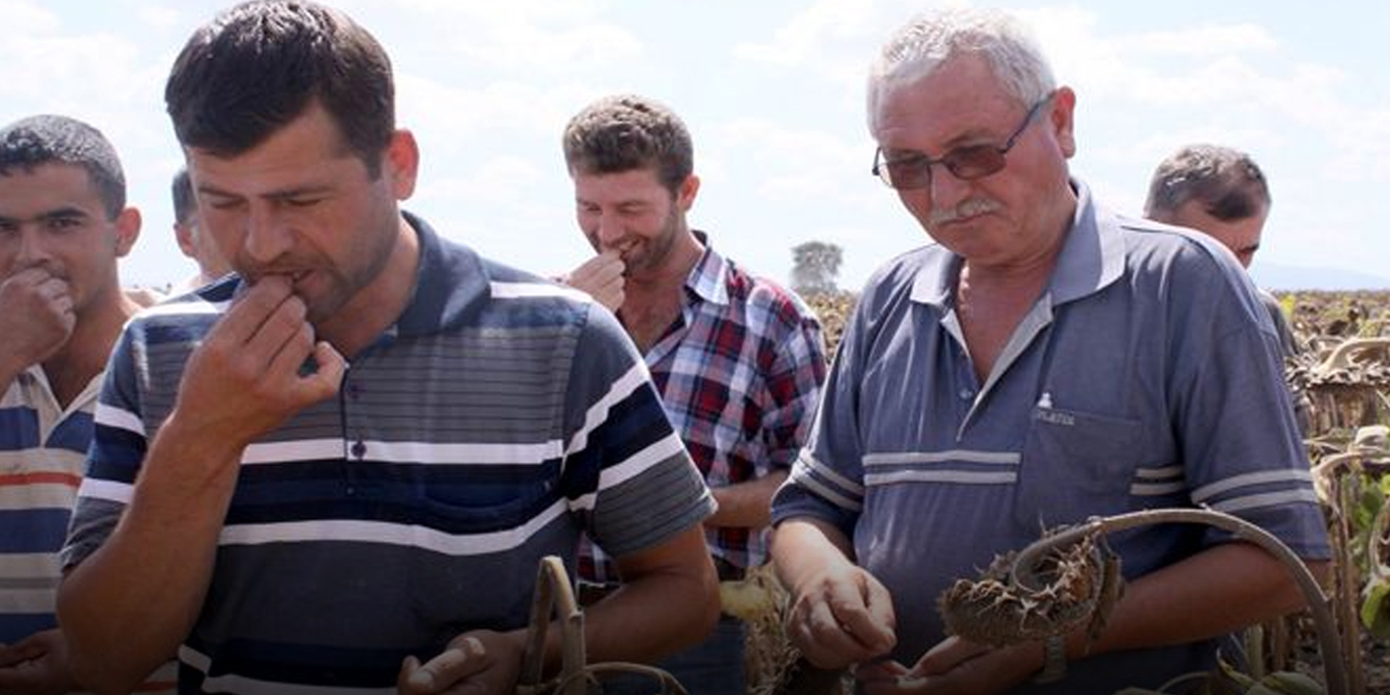 Orta yaşlardan itibaren kabuklu yemiş tüketmek bunama riskini azaltıyor