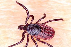 Açlığa karşı böcekli çözüm