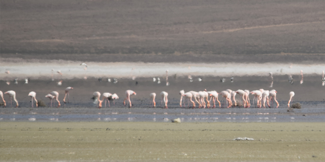 Flamingolar bu yıl Konya'ya erken geldi! Doğaseverler tedirgin