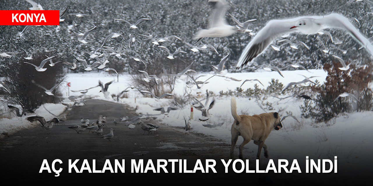 Konya'da aç kalan martılar yolları mesken tuttu