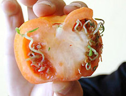 GDO'lu 25 ürün piyasada şüphesi