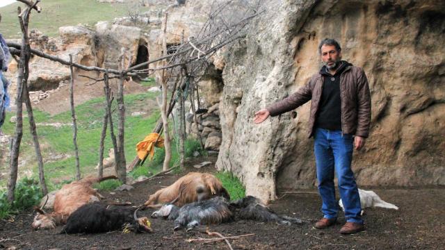 Kurtların saldırısı sonucu 25 keçi telef oldu