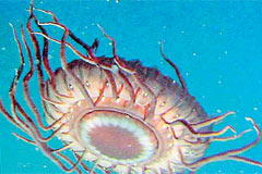 230 bin yeni canlı bulundu