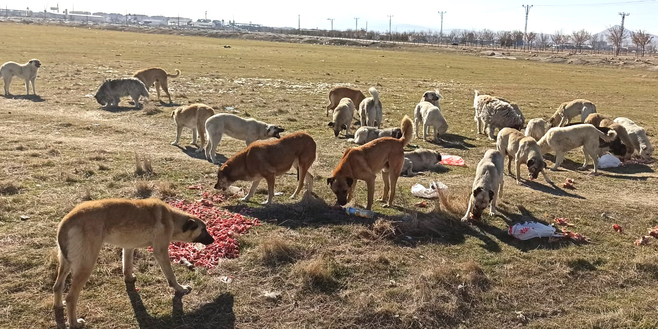 KONTİMDER sokak hayvanlarına sahip çıkıyor