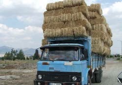 Kültür mantarı samanı Seydişehirden