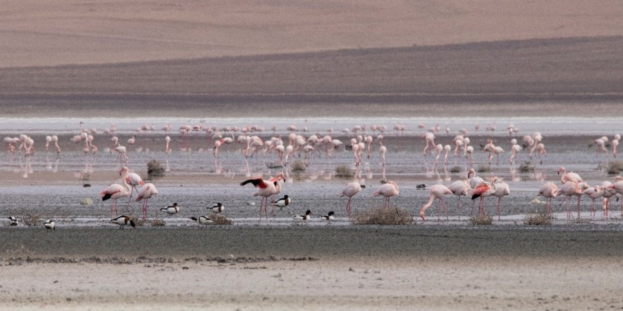 Konya'da sular çekiliyor! Düden Gölü’ndeki flamingo sayısı düştü