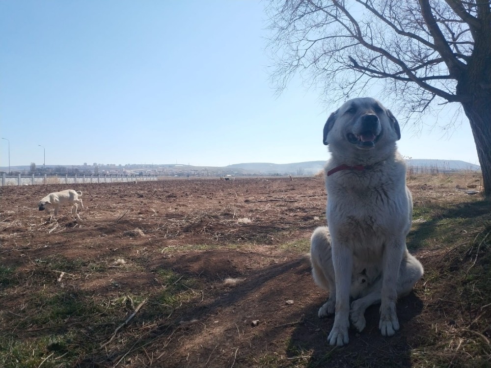 Kendi köpekleri için sokak köpeklerinin kulübelerini çaldılar