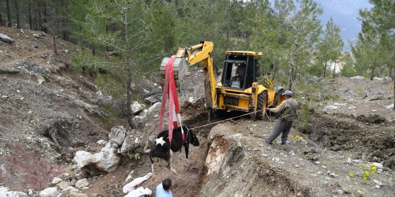 İnek uçuruma yuvarlandı! Üşümesin diye üzerini örttü