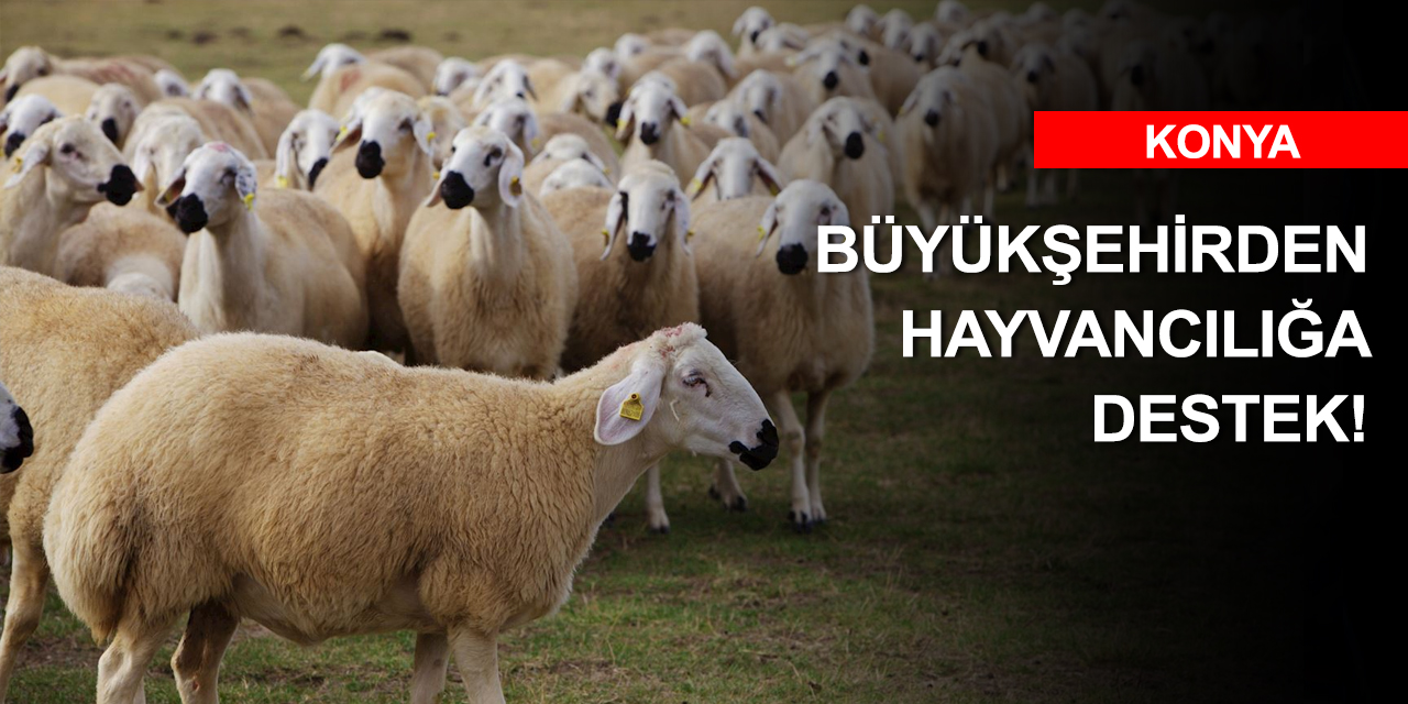 Konya'da üreticiye damızlık koç desteği! Müracaat için gecikmeyin