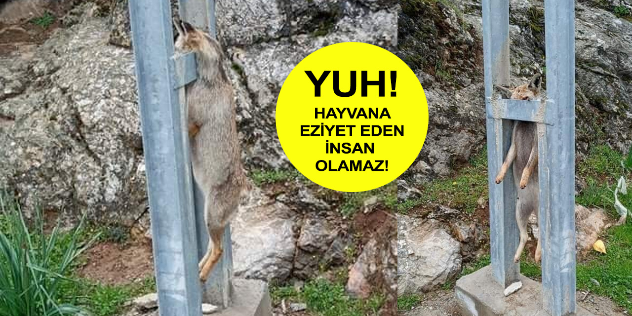 Hamile hayvana işkence!