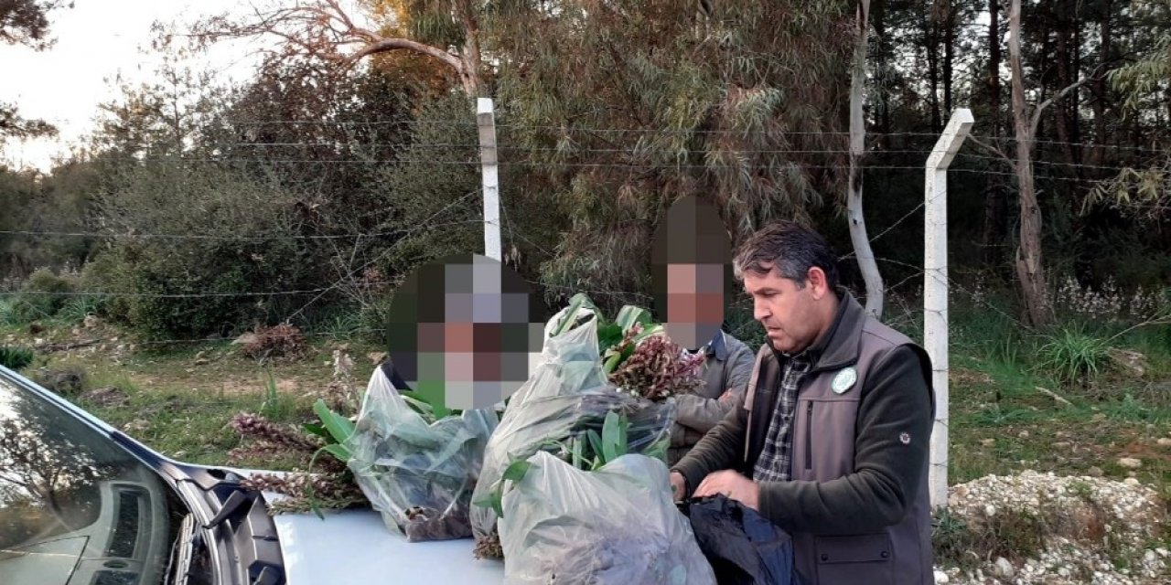 Her sene uyarı yapılıyor ama kimse dinlemiyor! İzinsiz orkideye fahiş ceza