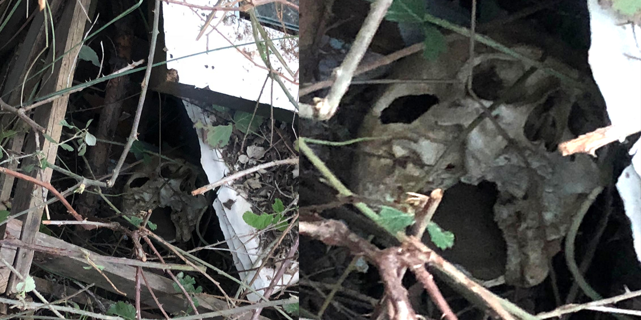 Koyun otlatan çoban insan kafatası buldu