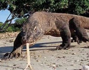 Ejder, koca domuzu böyle yuttu