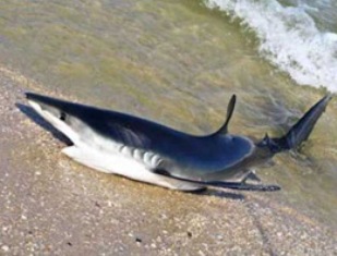 Köpekbalığı kumsala çıktı!