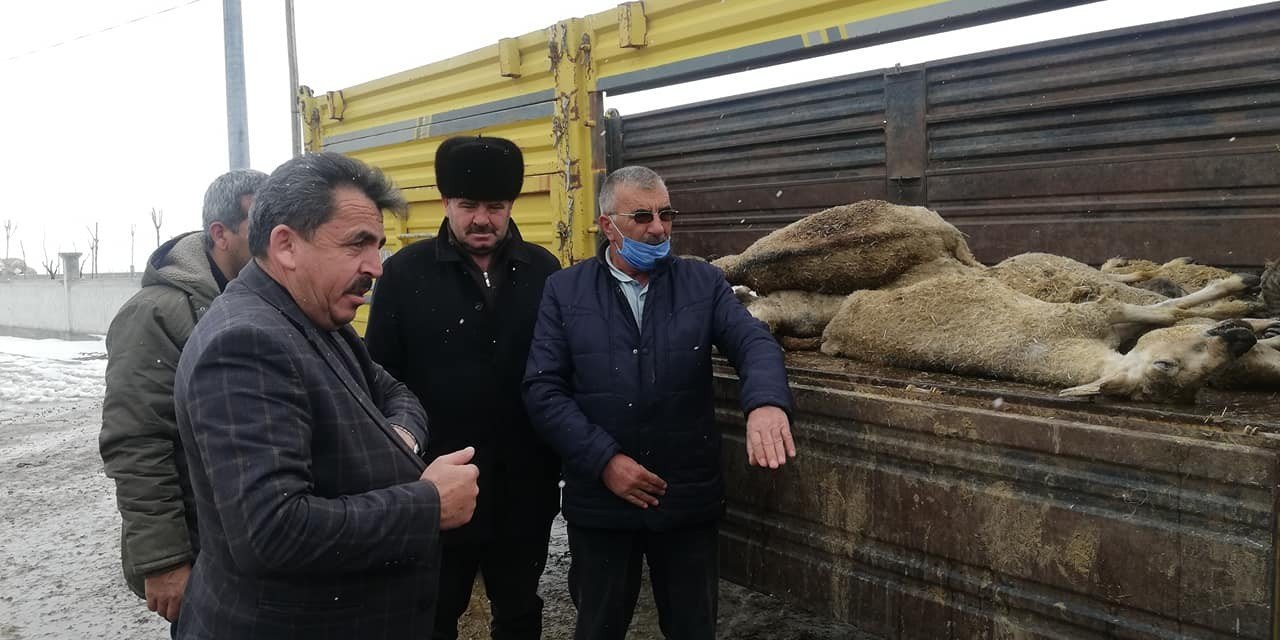 Karaman'da tipiye yakalanan sürüyü kurtarmak için seferber oldular! 20 koyun donarak telef oldu