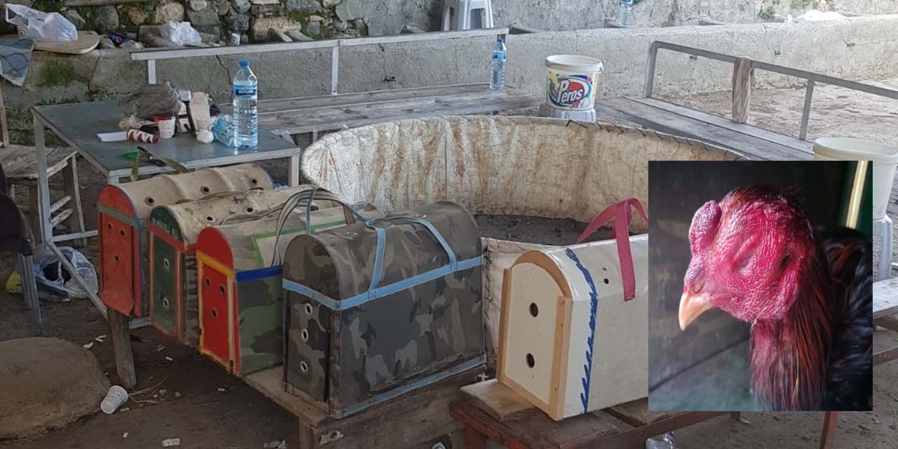 Horoz dövüşü pahalıya patladı