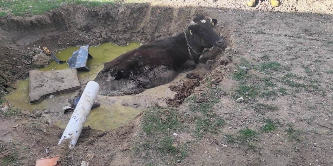 Konya'da foseptik çukuruna düşen ineği itfaiye kurtardı