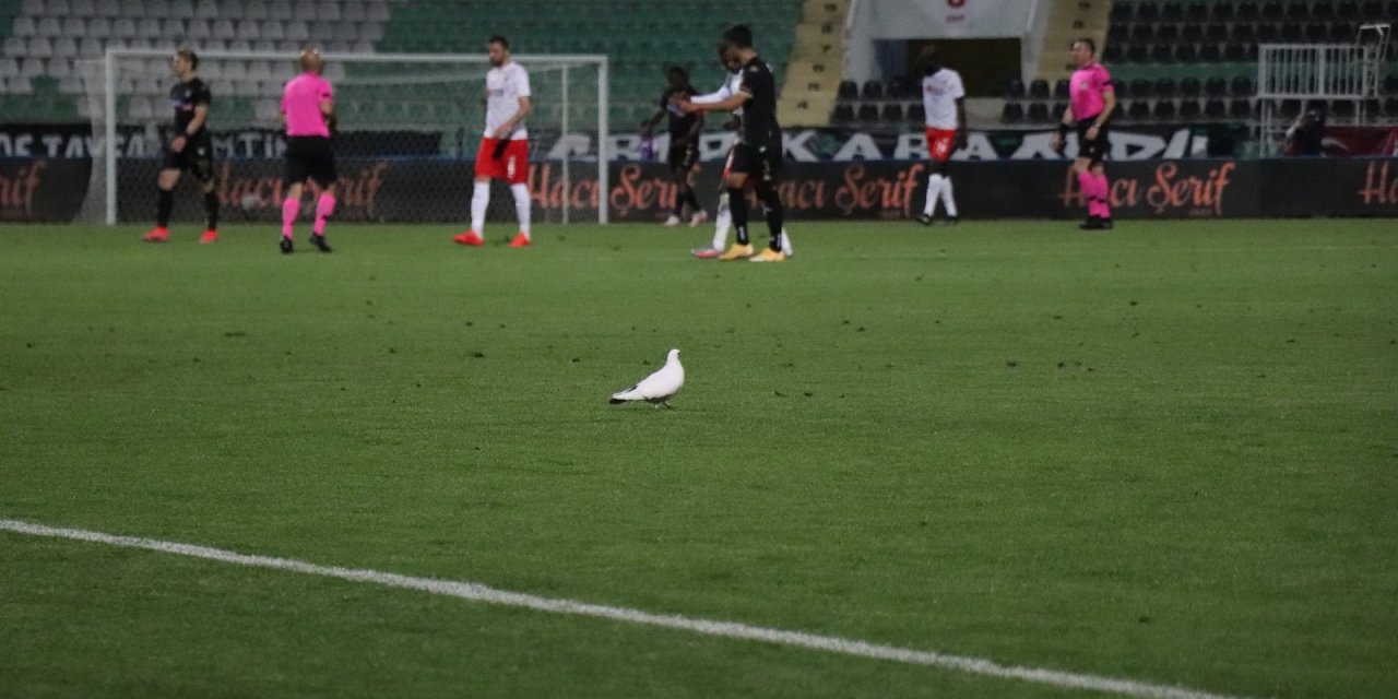 Maçta sahaya inen beyaz güvercin tüm dikkatleri üzerine topladı