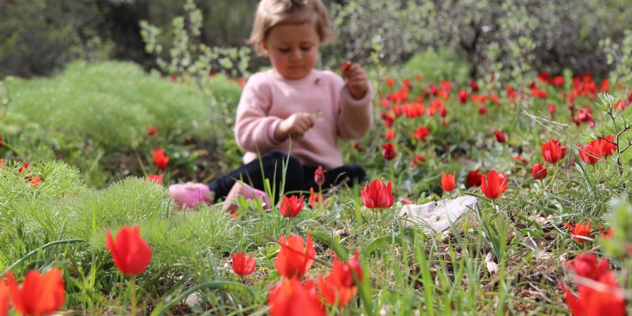 Konya'dan iç açıcı haber! Dağ laleleri görsel şölen oluşturdu