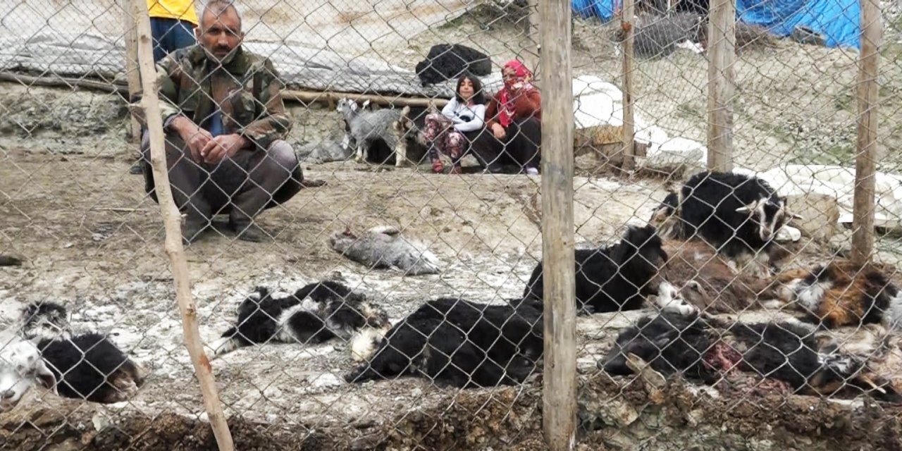 Sokak köpekleri 20 keçiyi telef etti! 21 keçisi de yaralanan aile perişan oldu